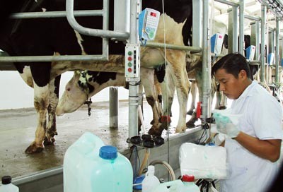 A dairy farm in HCMC (Photo: SGGP) A dairy farm in HCMC (Photo: SGGP)